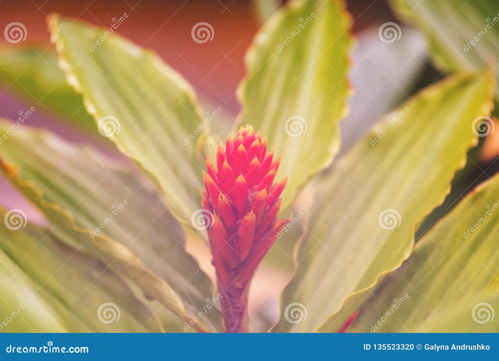 Tropical garden stock photo. Image of flowers, garden 135523320