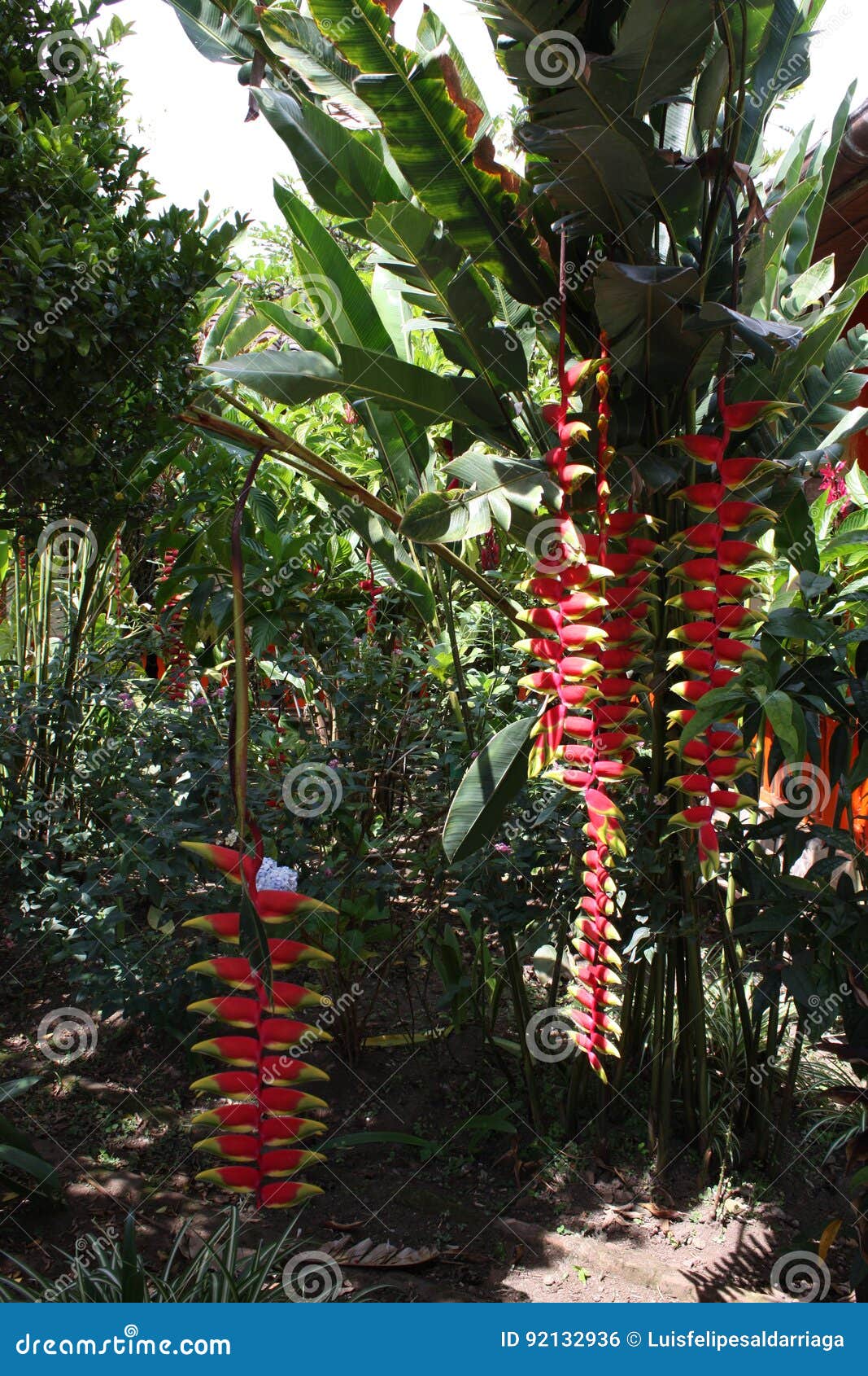 Tropical Garden with Exotic Flowers Stock Photo Image of garden