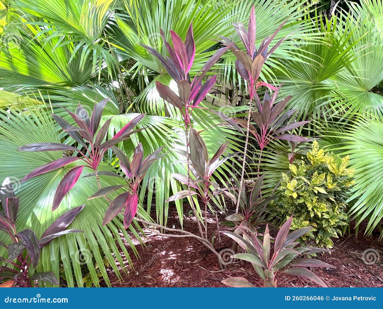 Tropical Garden Flower stock photo. Image of castle 260266046