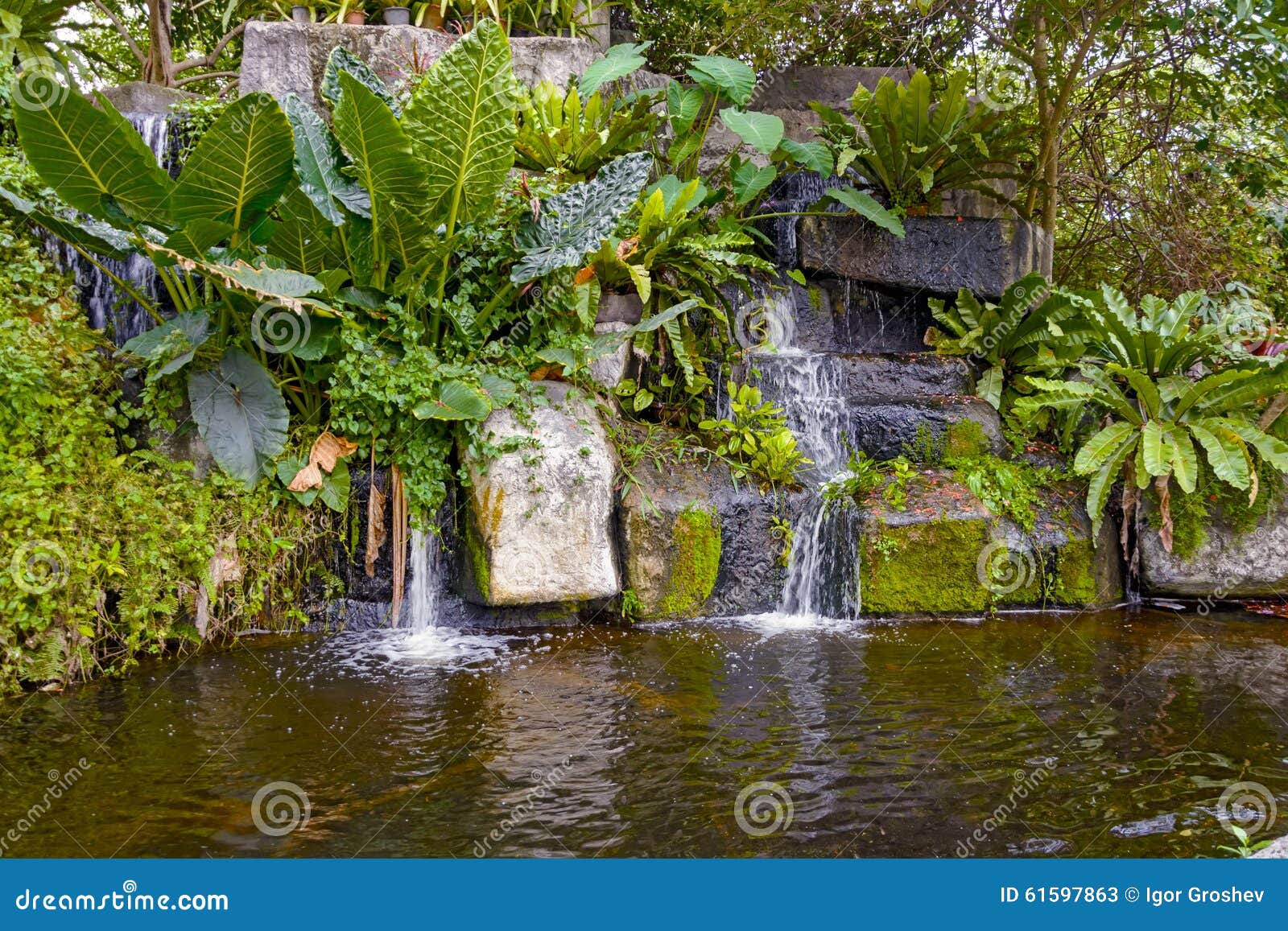 Tropical Garden, Pond and Plants Stock Image Image of green, flower