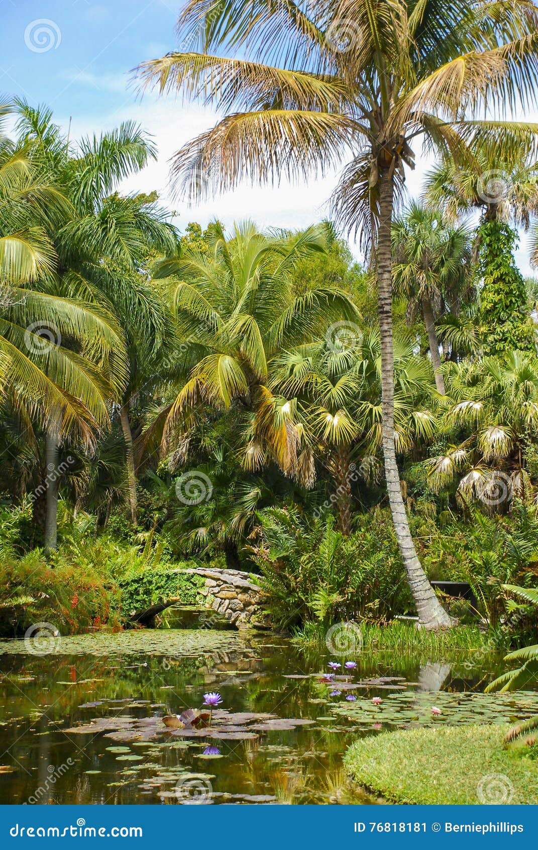 Tropical Garden Stock Image Image Of Bridge Stone Over 76818181