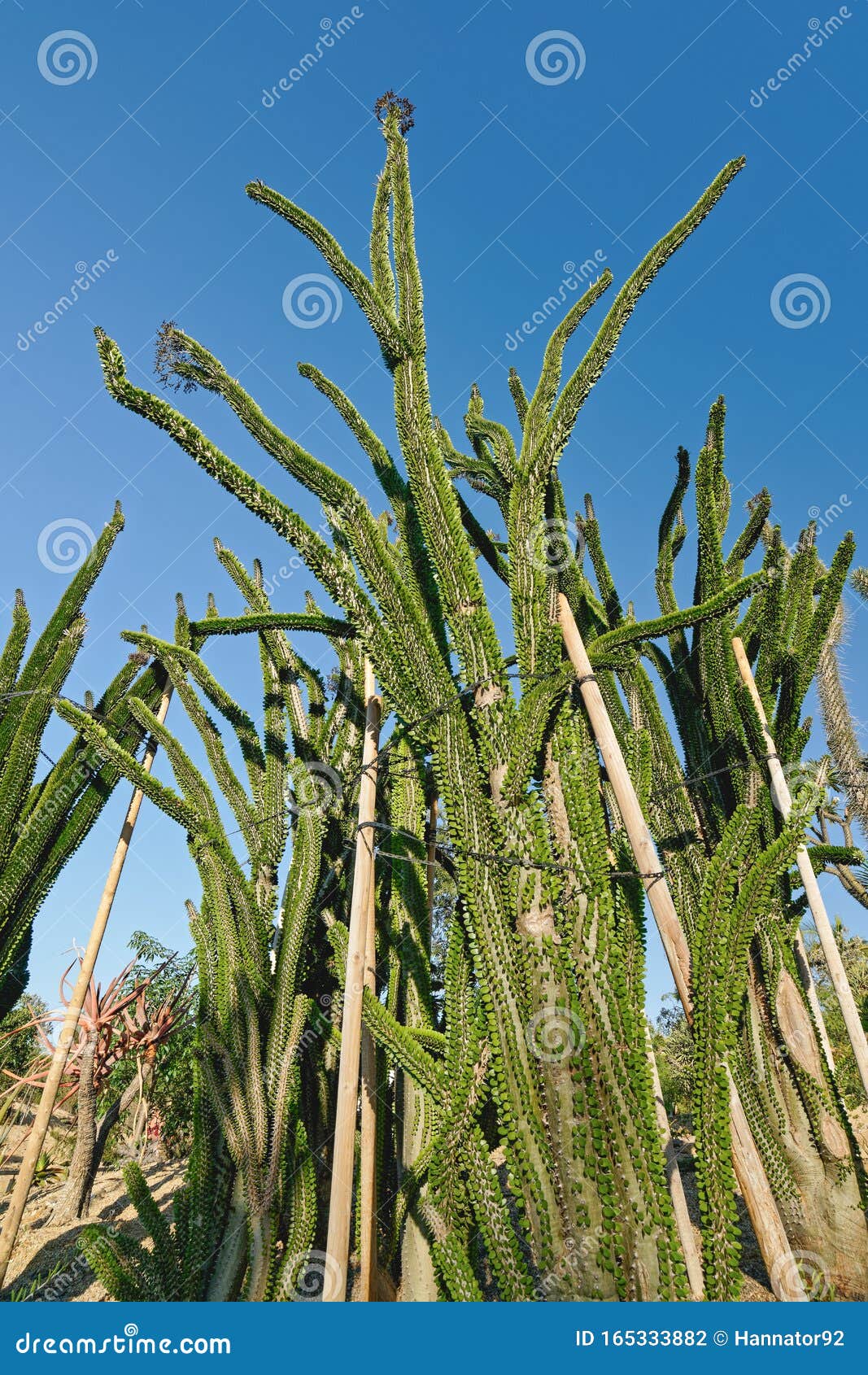 Tropical Garden Succulent Plant Madagascar Ocotillo Stock Photo