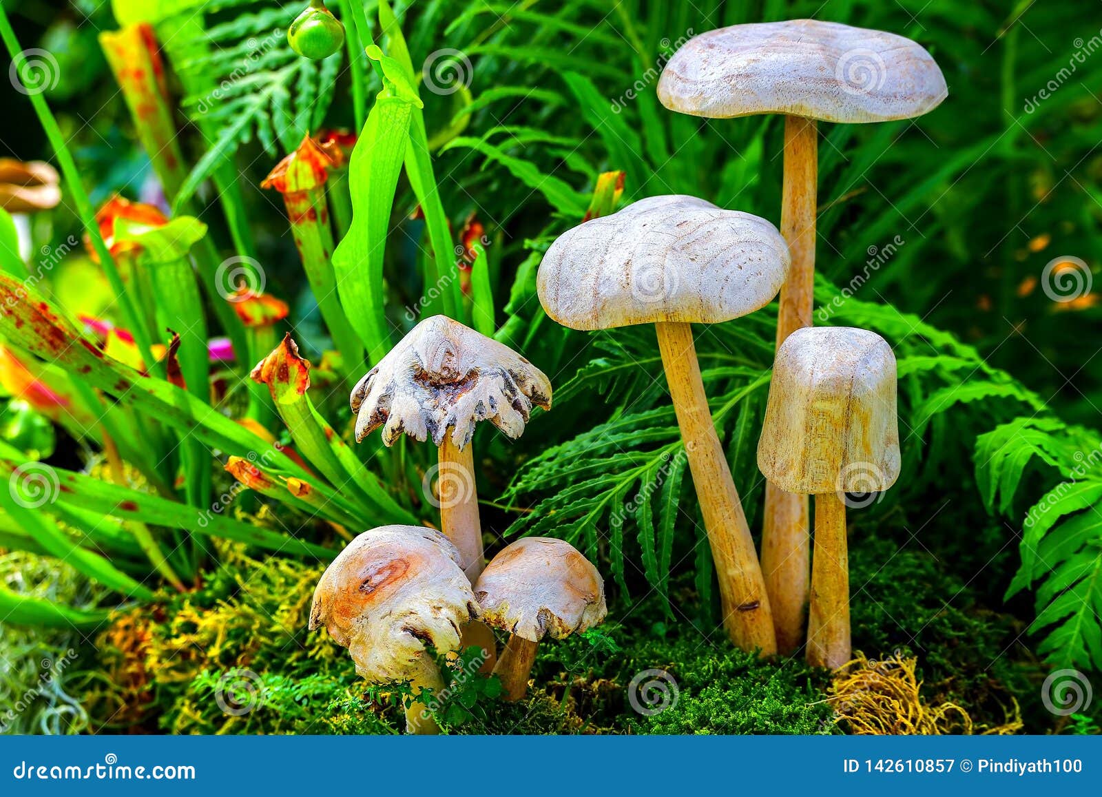 Mushrooms Growing In A Tropical Garden Stock Image Image Of