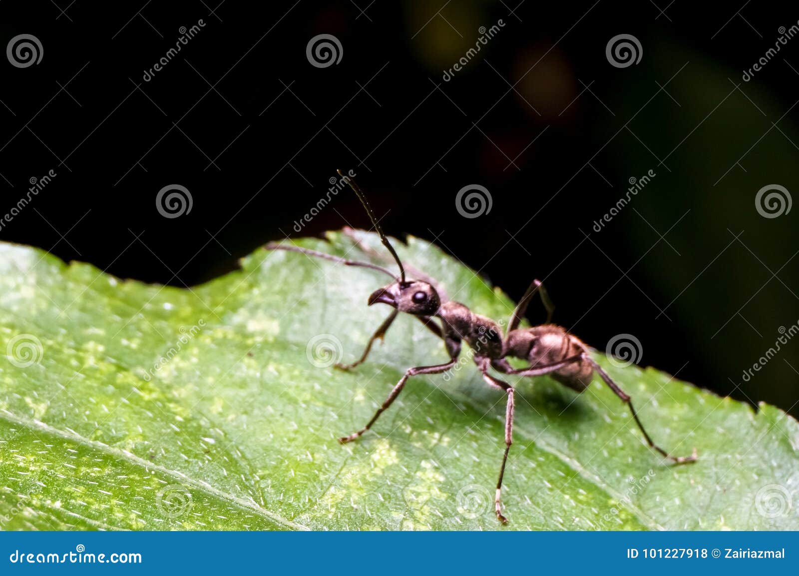 Tropical giant ants stock photo. Image of myrmecophaga 101227918