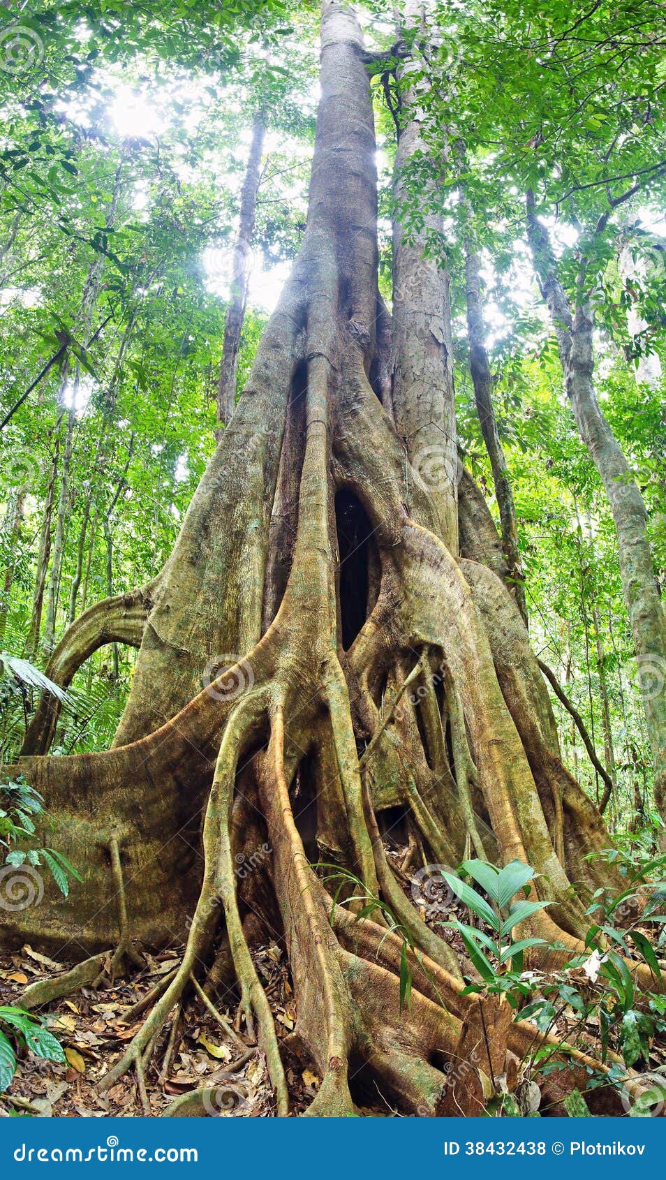 4 286 Gigantic Tree Photos Free Royalty Free Stock Photos From Dreamstime