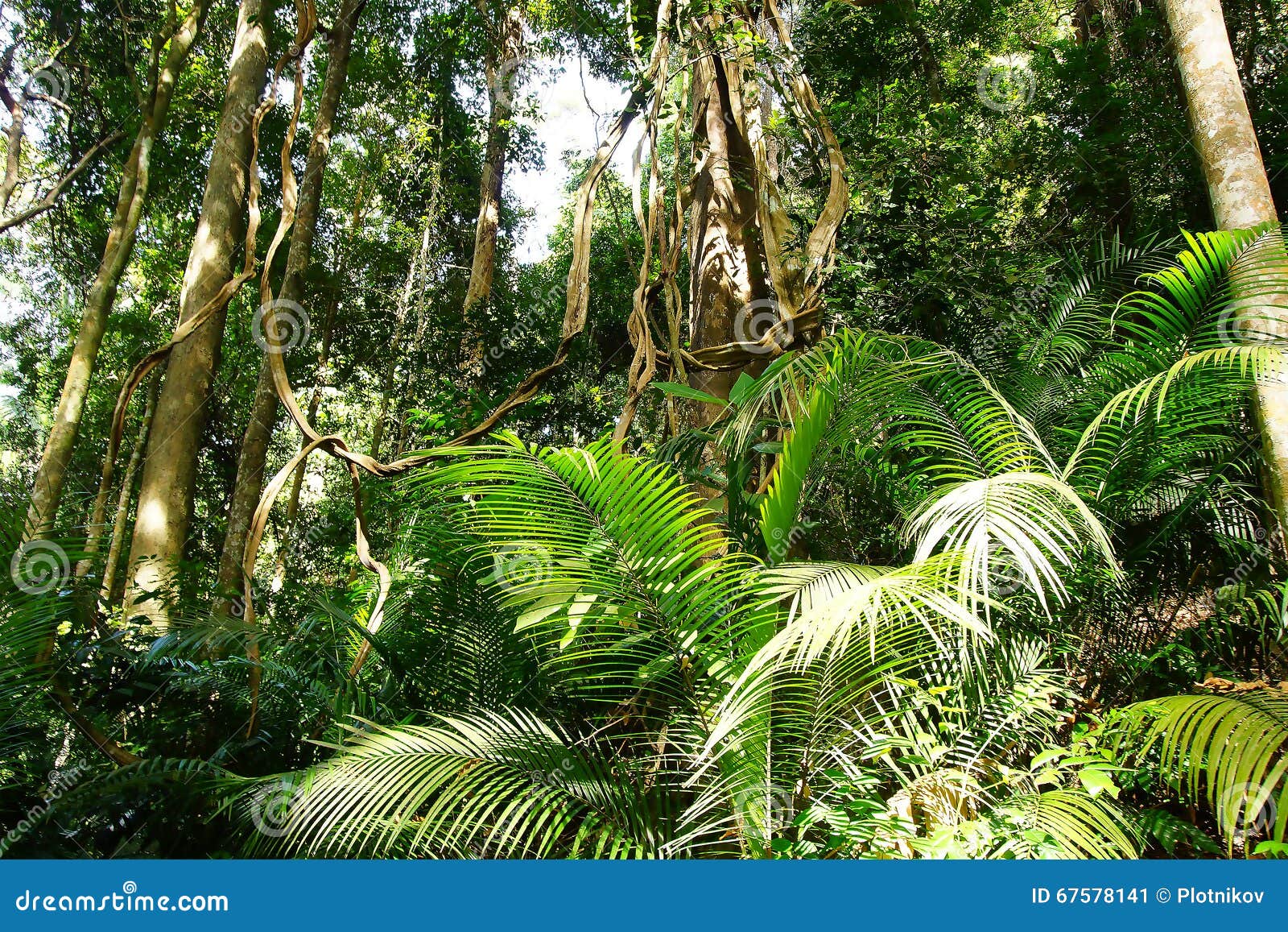 4 286 Gigantic Tree Photos Free Royalty Free Stock Photos From Dreamstime