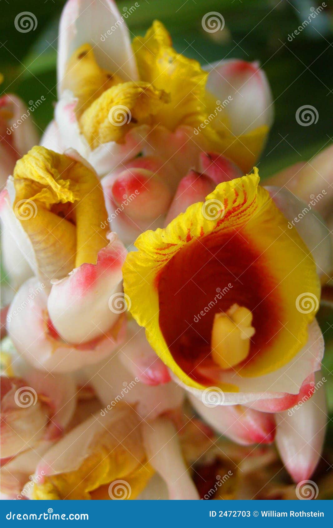 TROPICAL GINGER PLANT stock image. Image of plants, horticulture 2472703