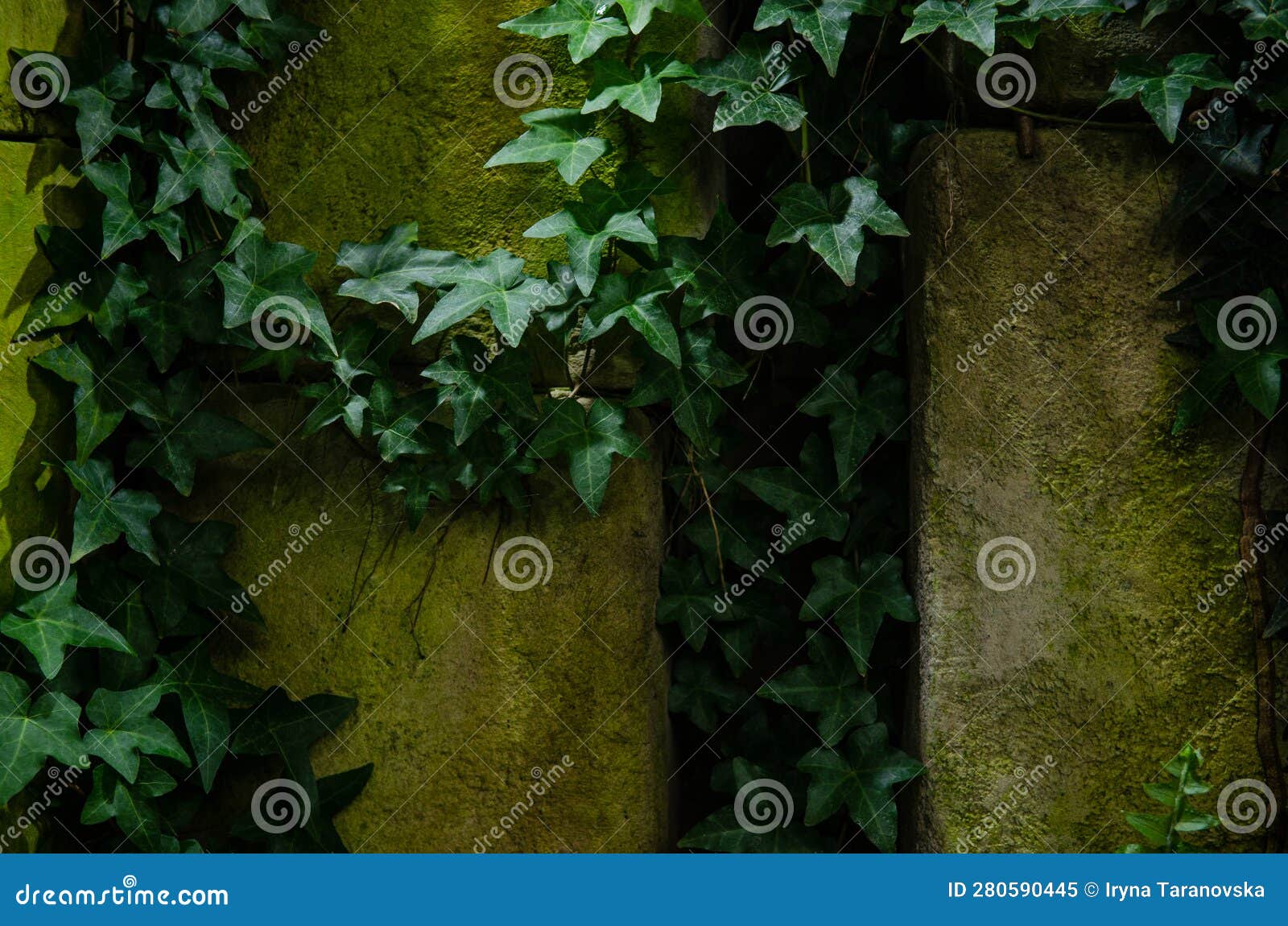 Tropical Green Ivy Plants in a Humid Environment, a Greenhouse with ...