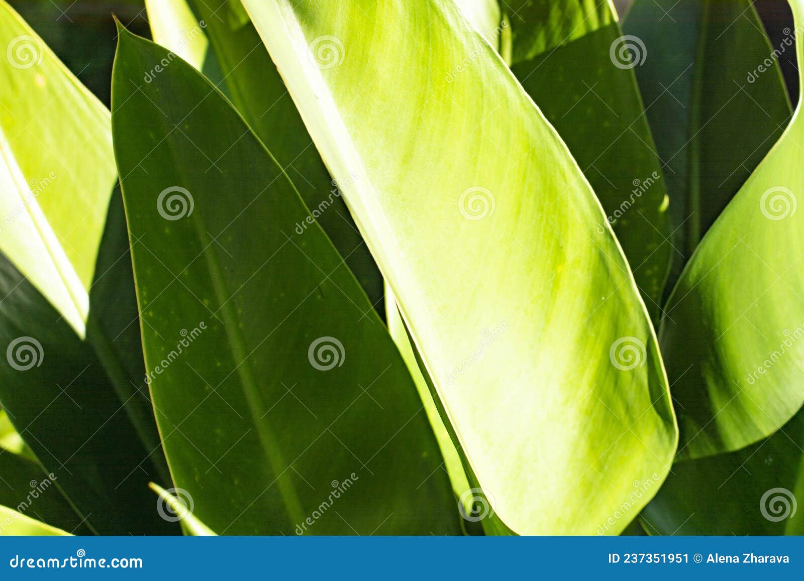 Tropical Green Large Leaves in the Sunlight. Brazil Stock Image Image