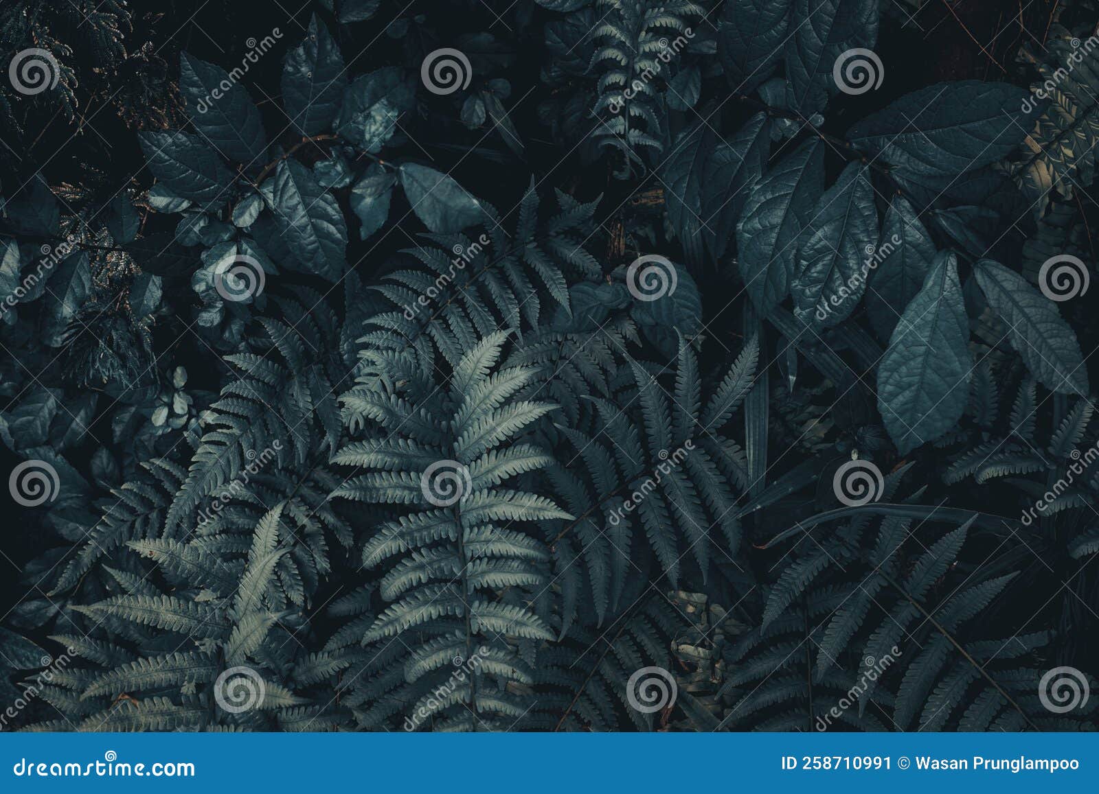 Tropical Green Leaf Background, Dark Tone Theme Stock Image Image of