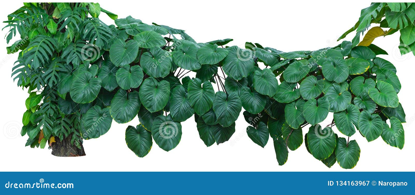 tropical green leaves foliage, jungle plant bushes  on white background with clipping path included