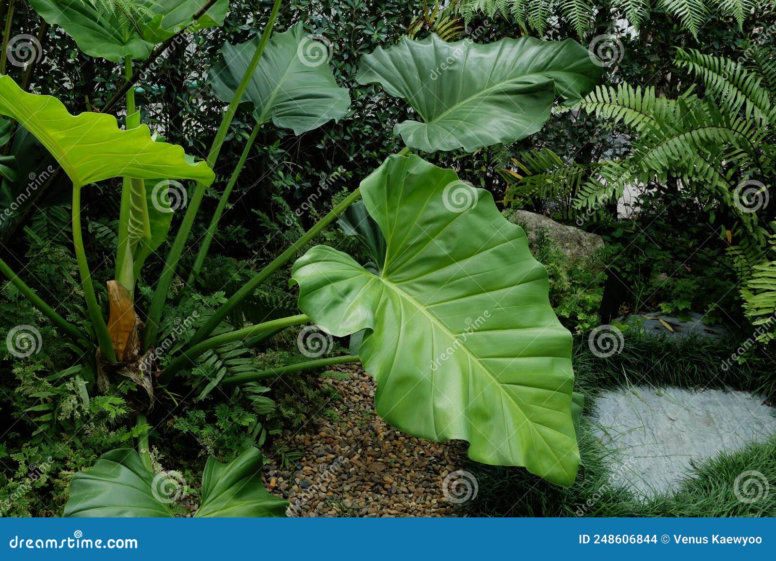 tropical green leaves philodendron heartleaf plant  in garden background