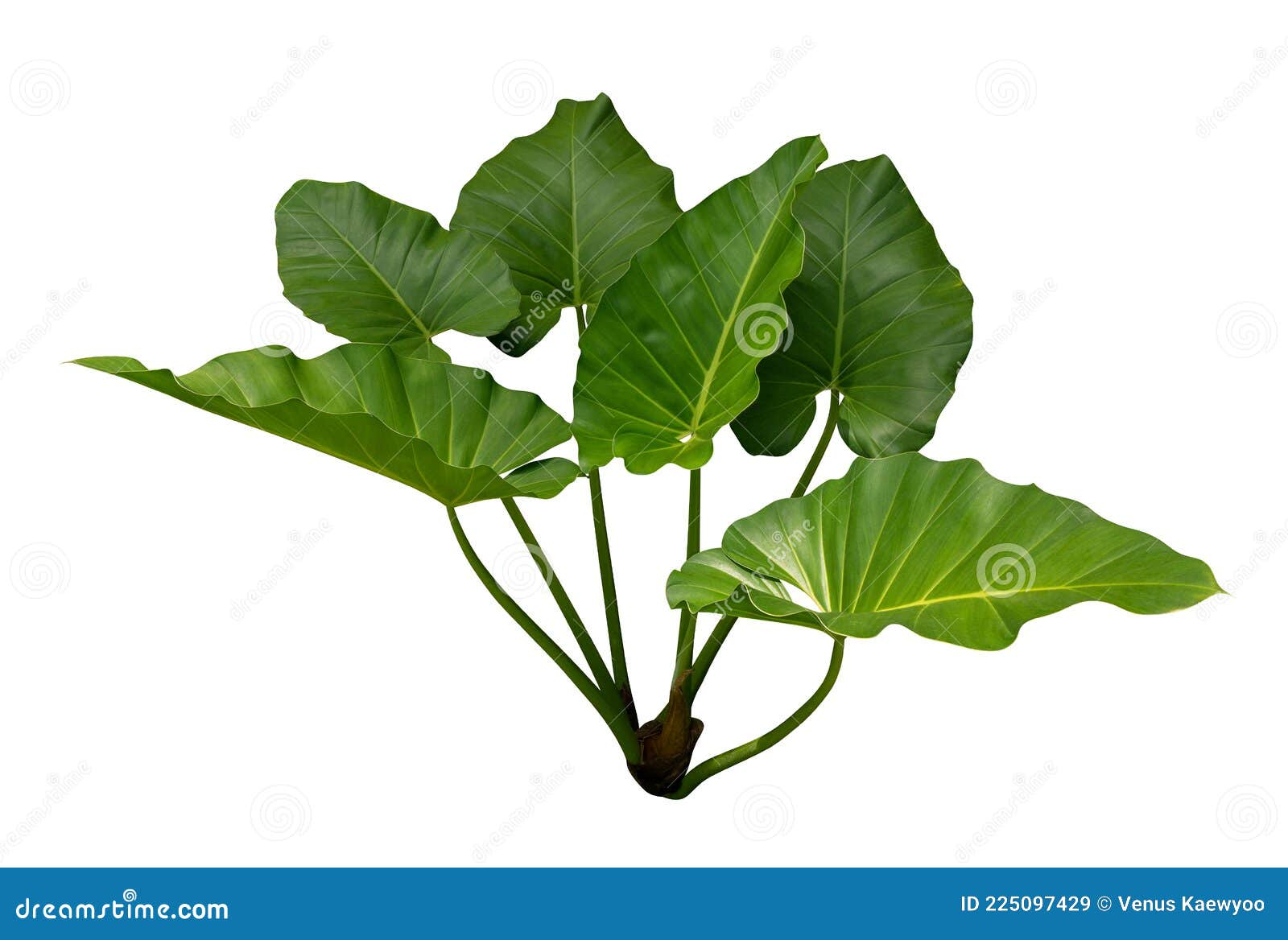 tropical green leaves philodendron heartleaf plant  on white background, clipping path