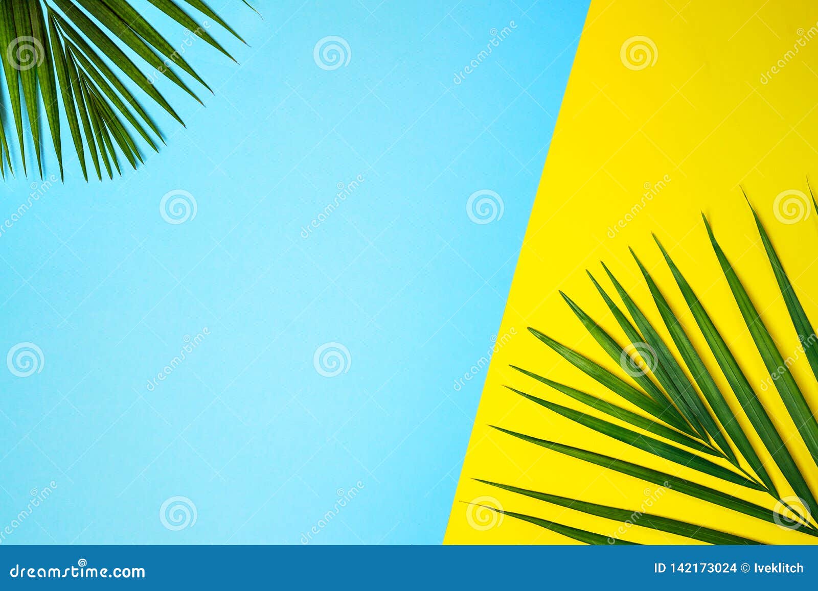 Tropical Green Palm Leaves on Colorful Background. Yellow and Blue