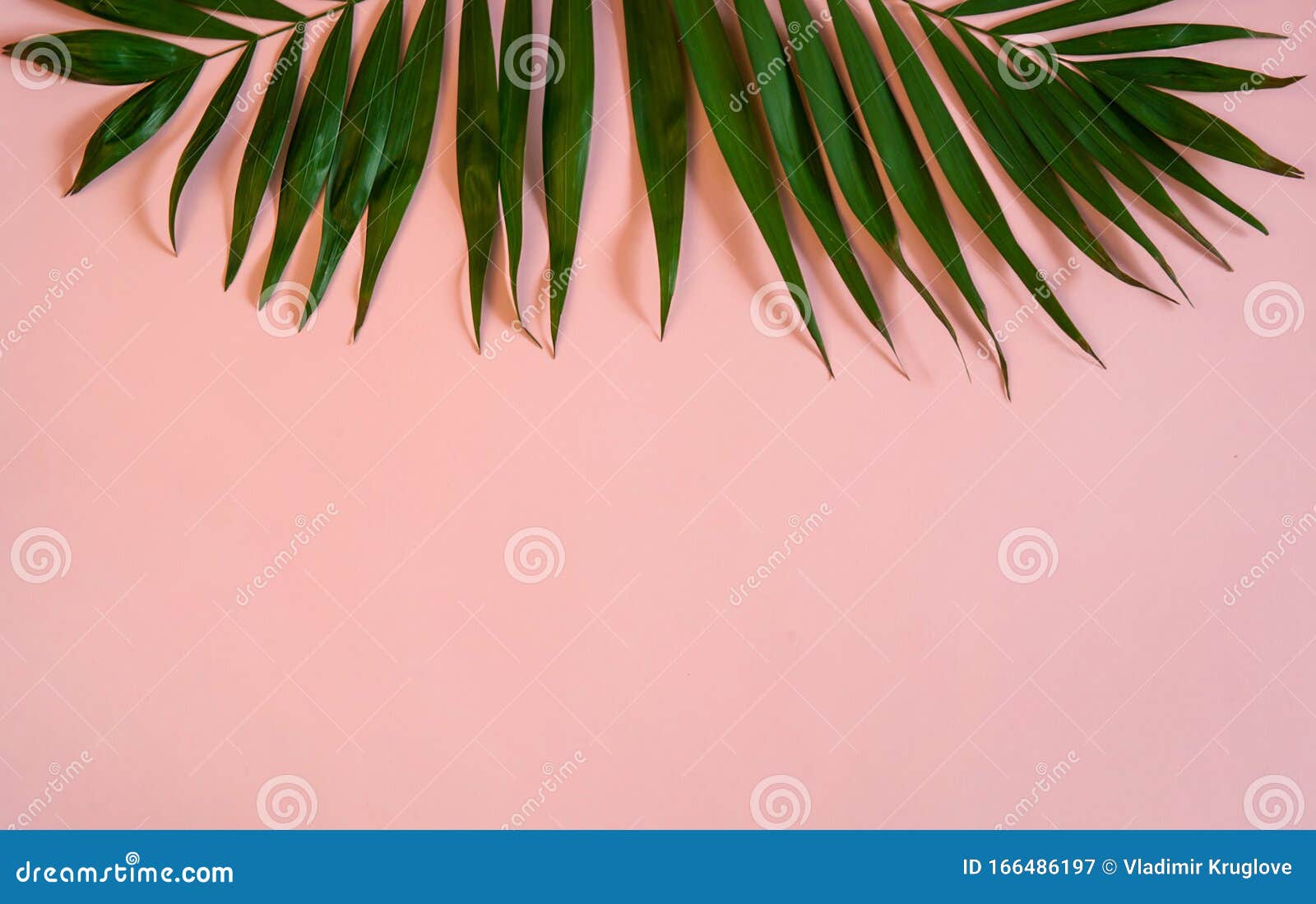 Tropical Green Palm Leaves on Pink Background. Stock Image - Image of
