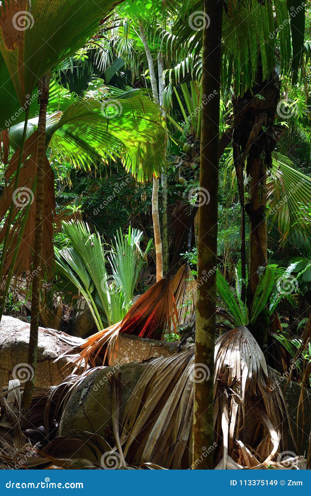 Jungle Valle De Mai on the Seychelles Islands Stock Image - Image of ...