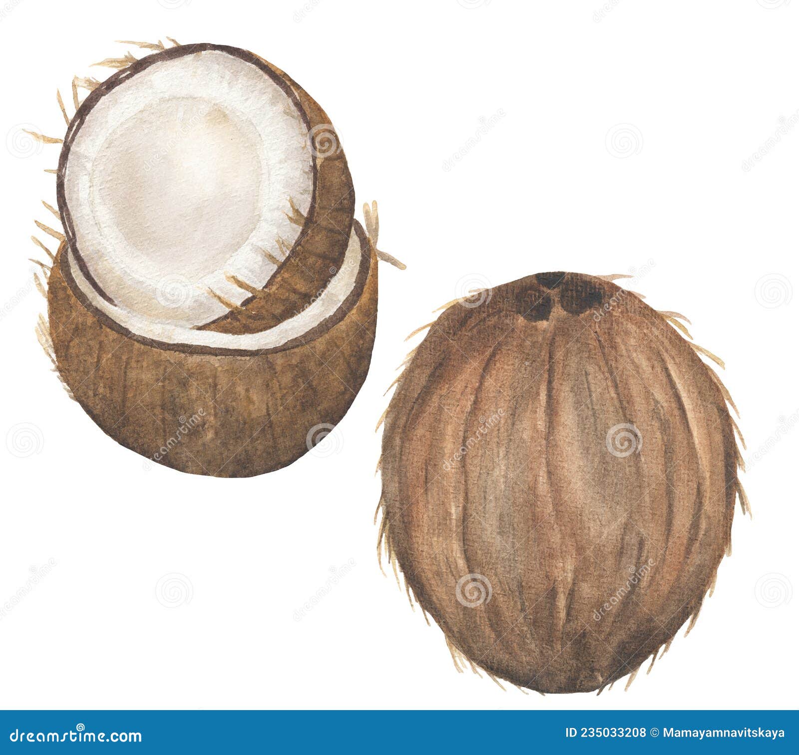 coconut fruit clip art