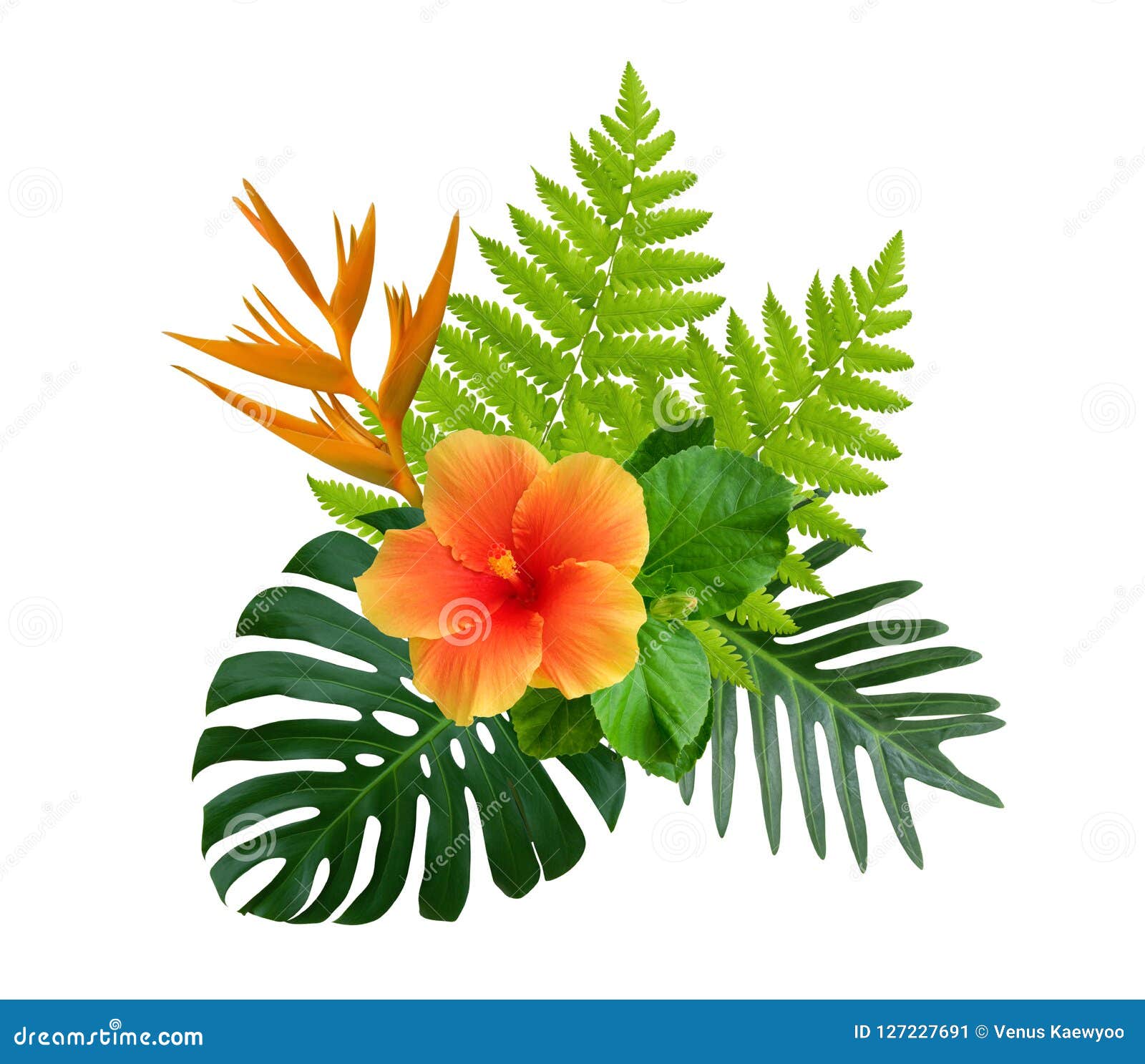 tropical hibiscus and strelitzia reginae flowers on green monstera and fern leaves plant bush  on white