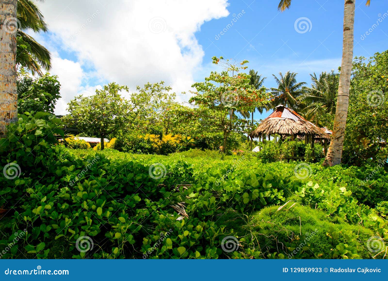 Tropical Island Jungle Oceania Traditional Primitive Architecture of Polynesian Aborigines Stock Image - Image of beautiful: