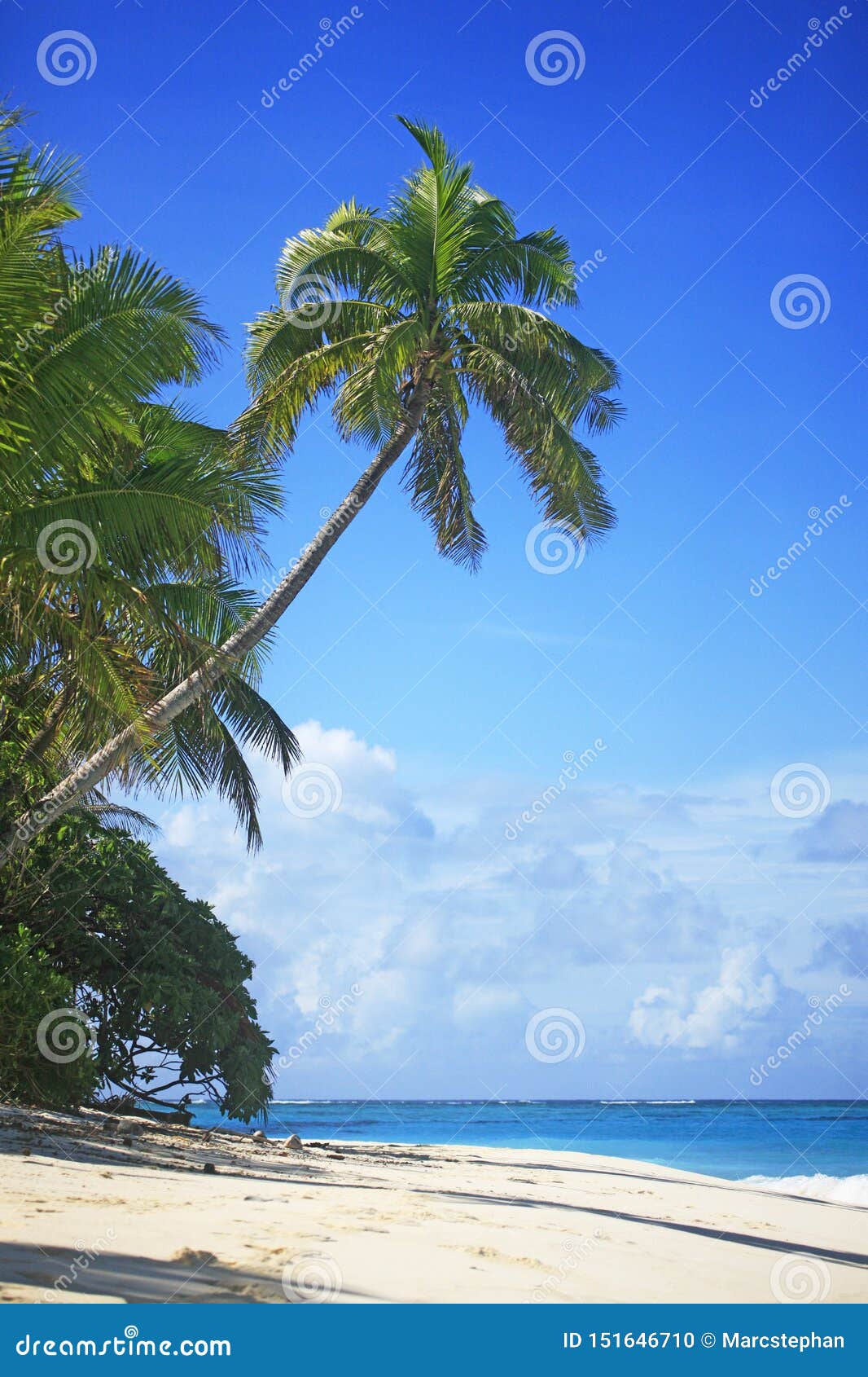 Tropical Island with a Paradise Beach and Palm Trees Stock Photo ...