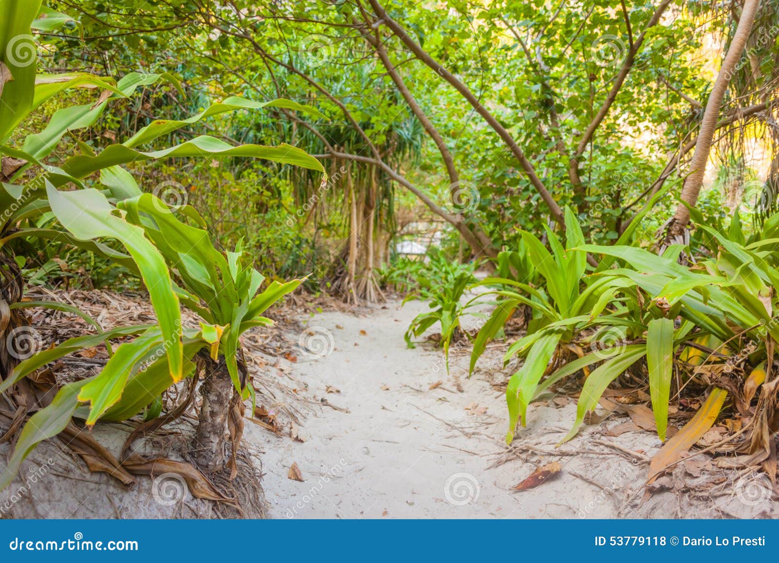 Tropical island vegetation stock photo. Image of dense 53779118