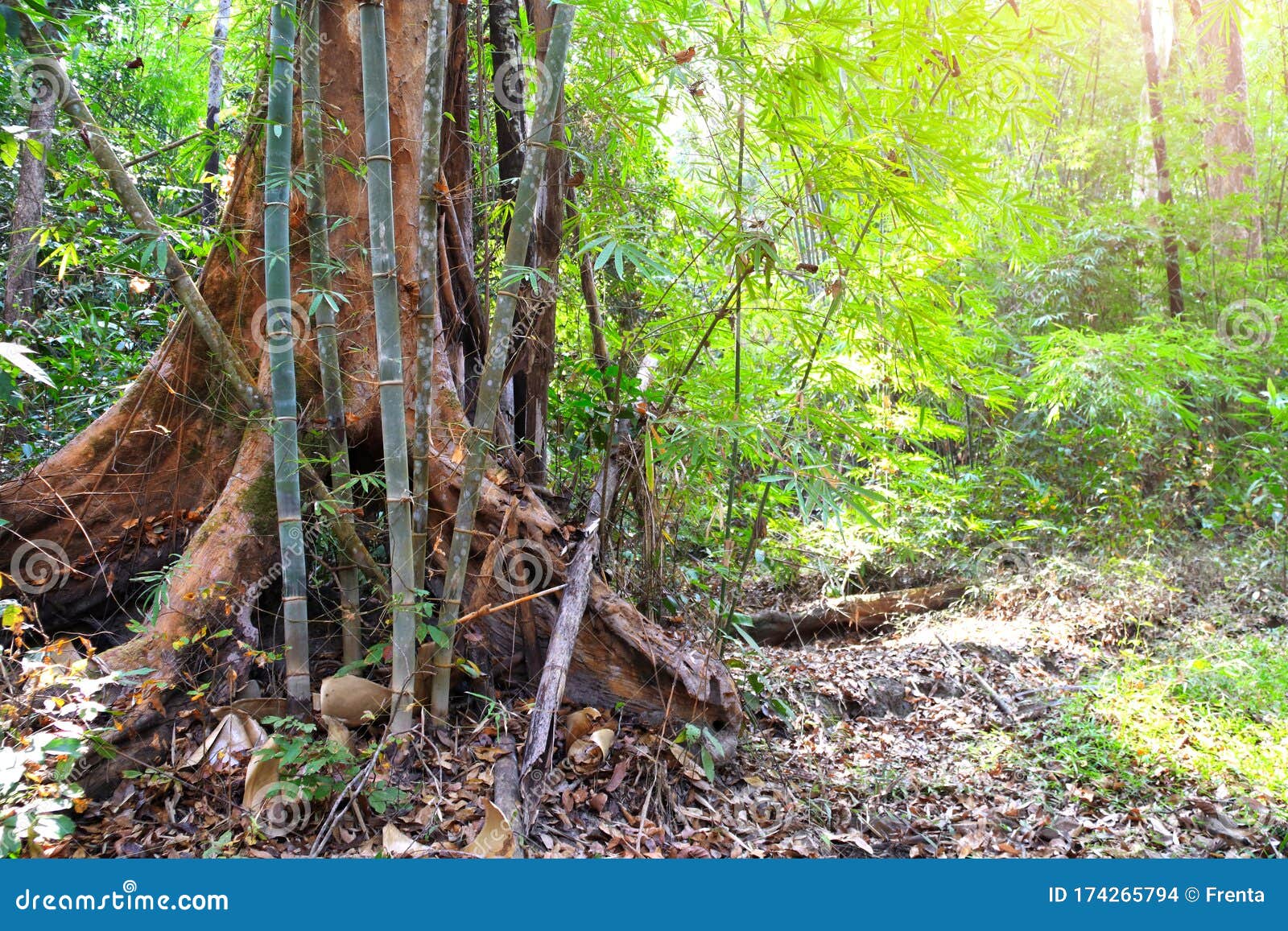 Tropical Jungle during the Dry Season, Cambodia Stock Photo - Image of