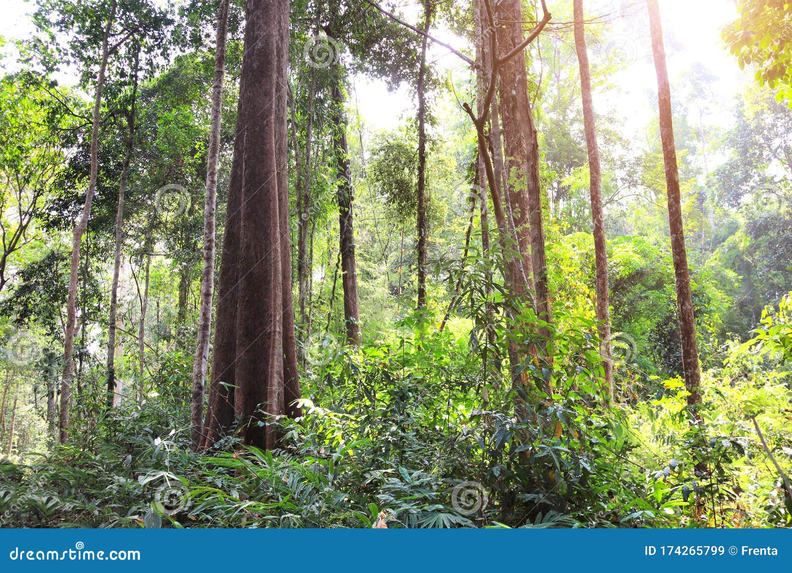 Bemyndigelse Decode Tochi træ Tropical Jungle during the Dry Season, Cambodia Stock Image - Image of  rainforest, indochina: 174265799