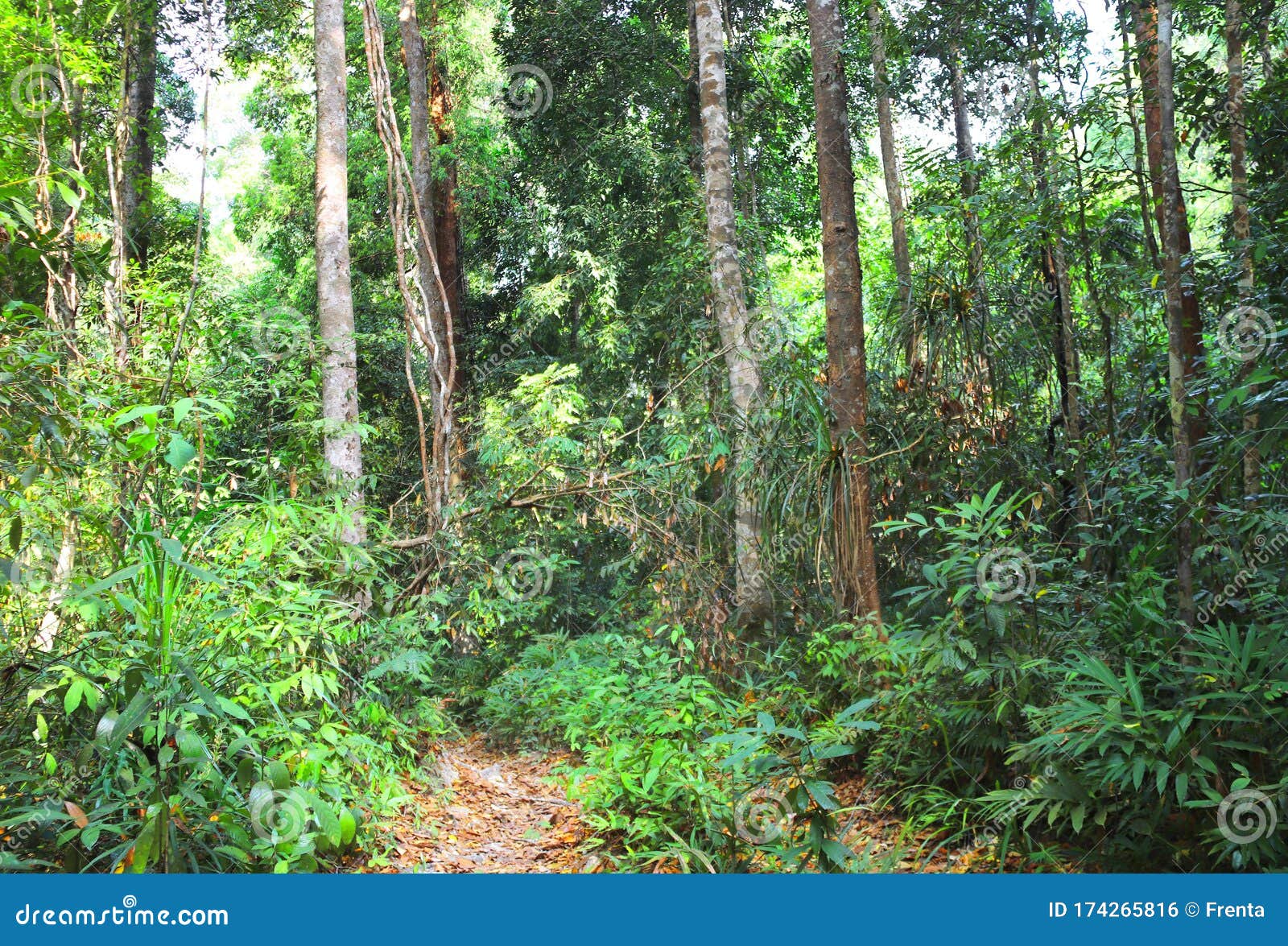 Tropical Jungle during Dry Season, Cambodia Stock Photo - of primeval, nature: