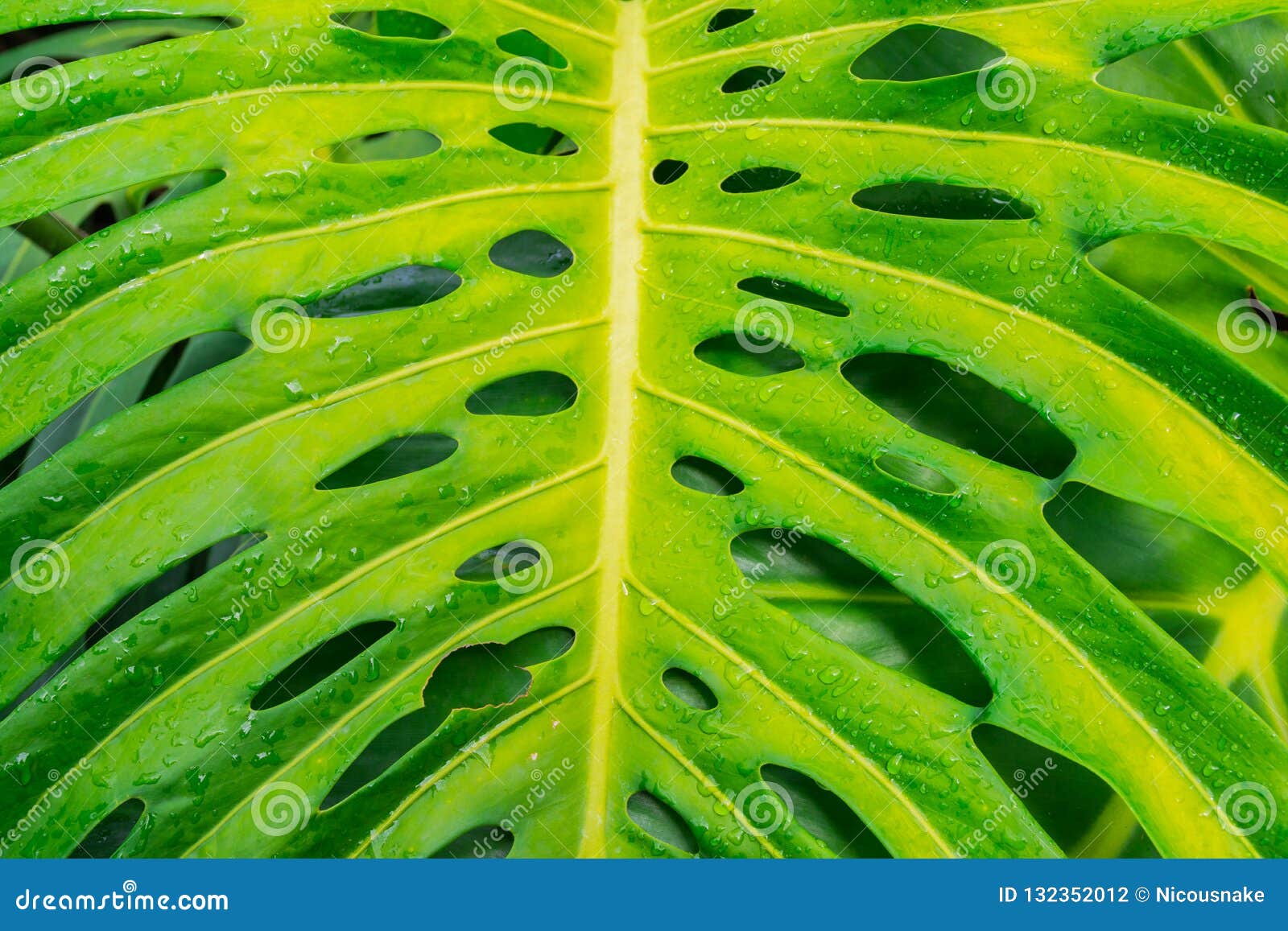 229,177 Jungle Leaf Photos - Free & Royalty-Free Stock Photos from