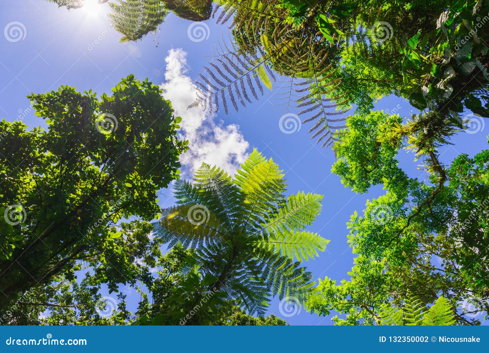 Tropical Jungle Leaf Close Up Stock Photo - Image of color, closeup