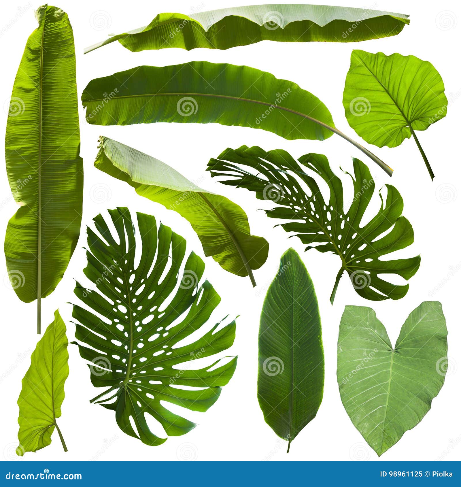 Jungle Leaves Stock Images - Download 37,763 Photos