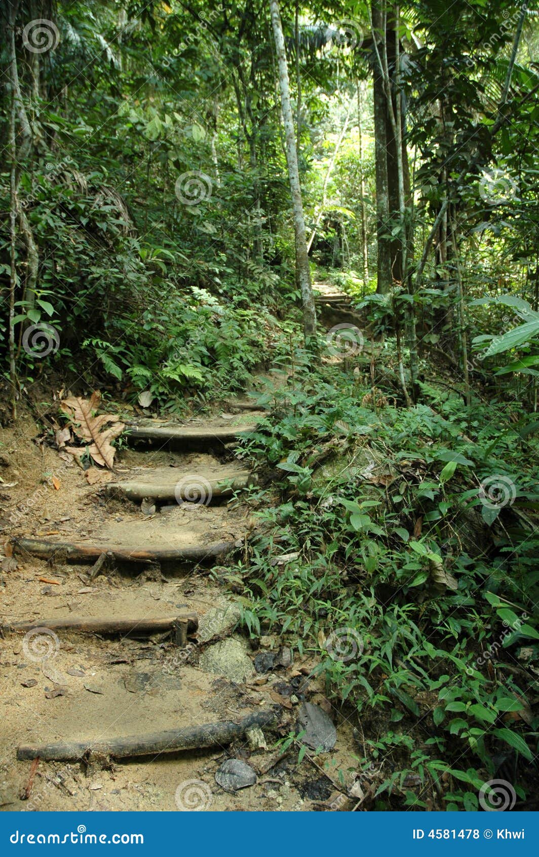 tropical jungle trek path