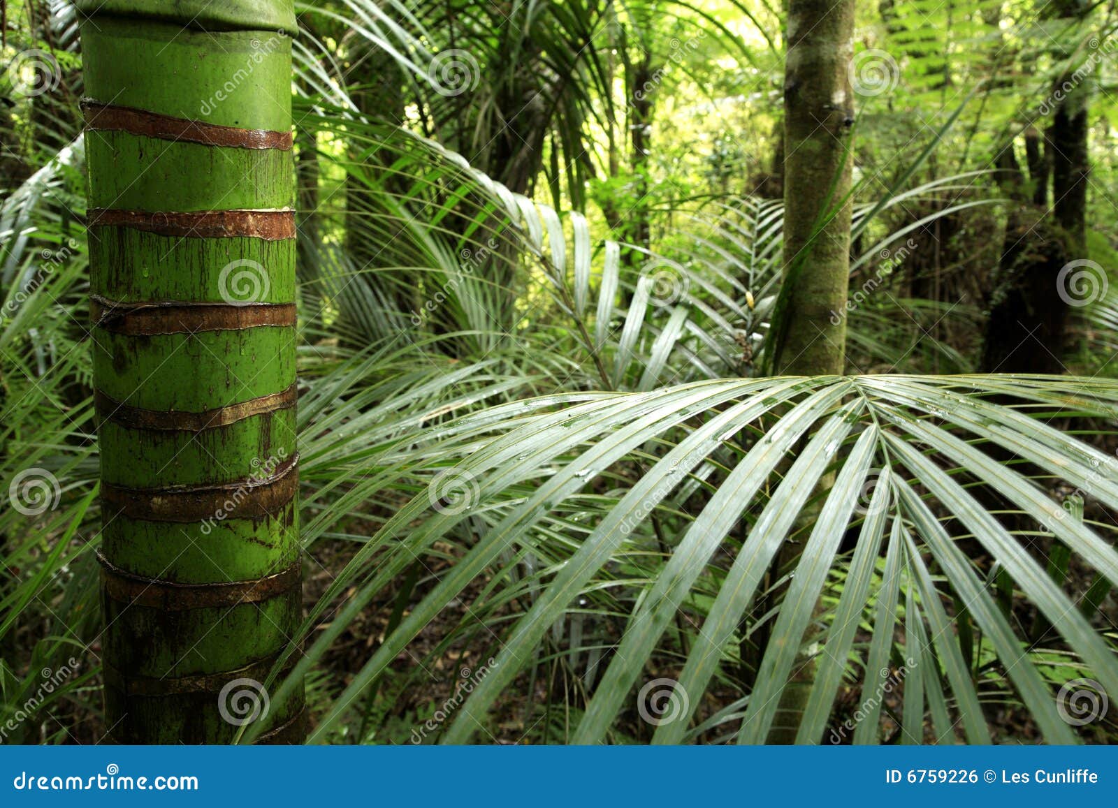 tropical jungle vegetation