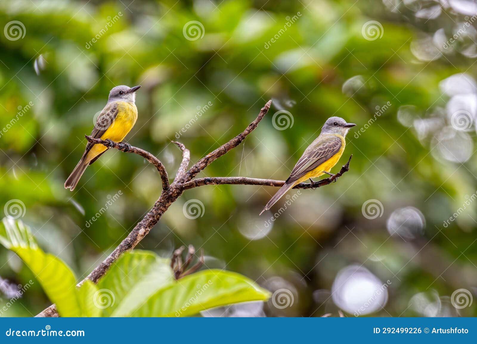 tropical kingbird, tyrannus melancholicus. refugio de vida silvestre cano negro, wildlife and bird watching in costa rica