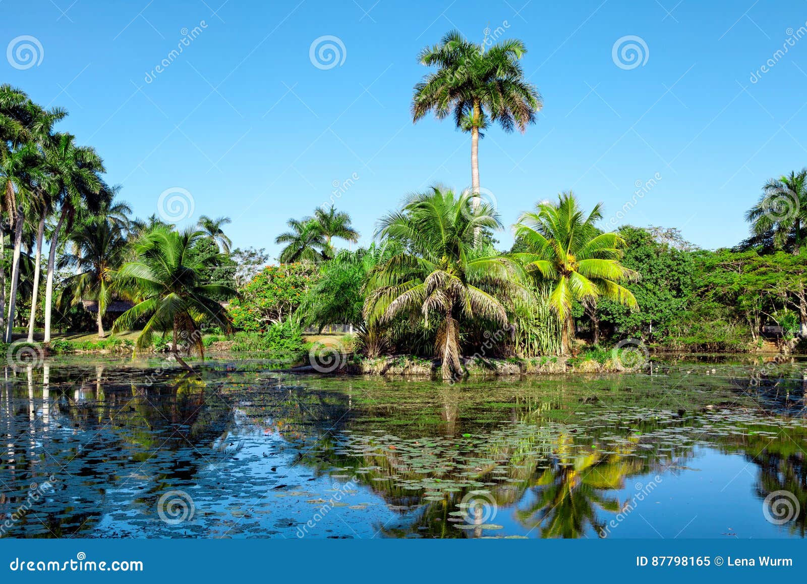 tropical lake nearby crocodile farm at playa larga, cuba