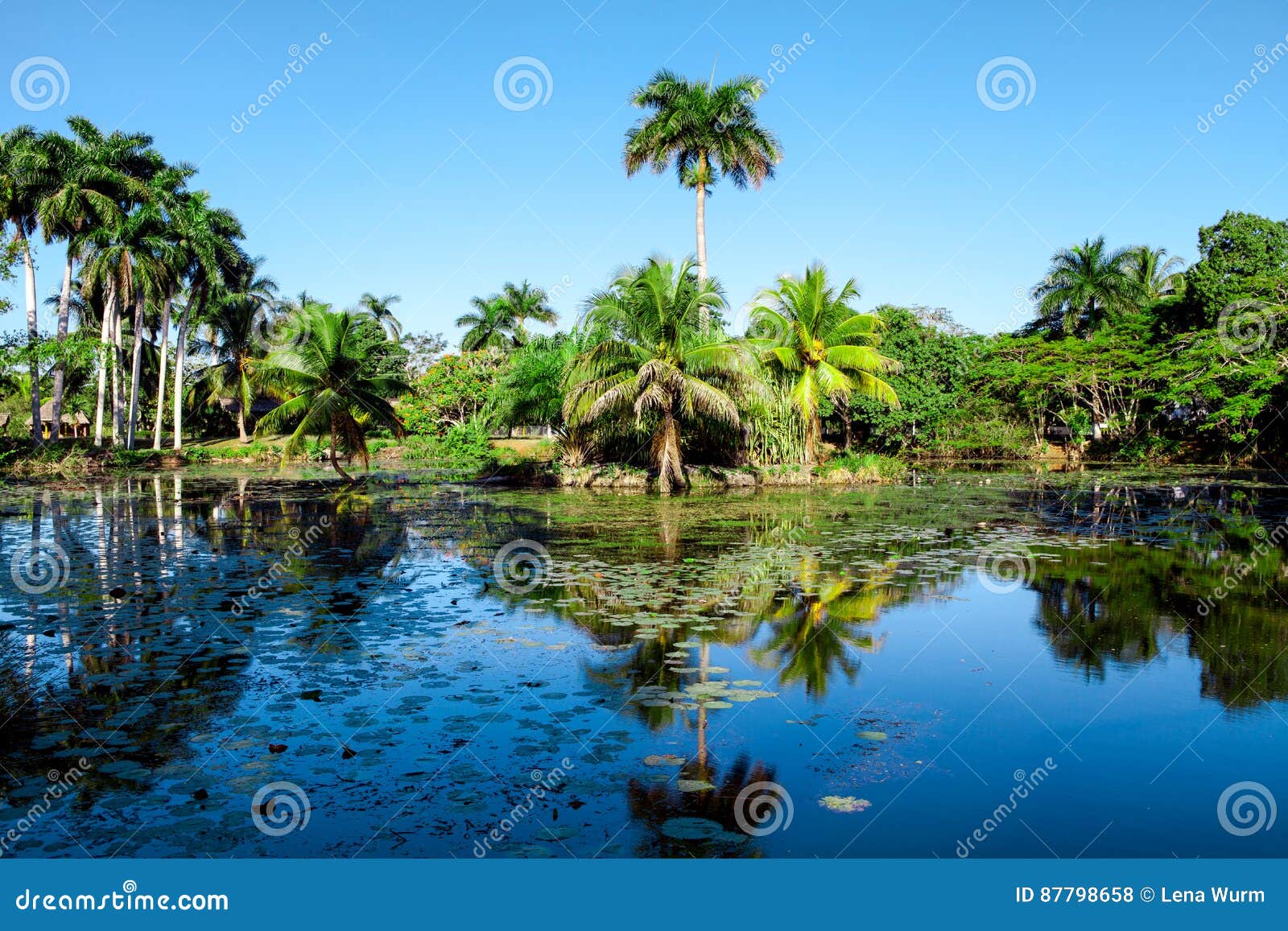 tropical lake nearby crocodile farm at playa larga, cuba