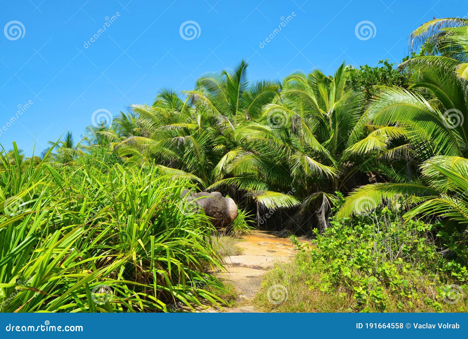 tropical landscape with coconut palm trees near anse marron beach on la digue island,seychelles.