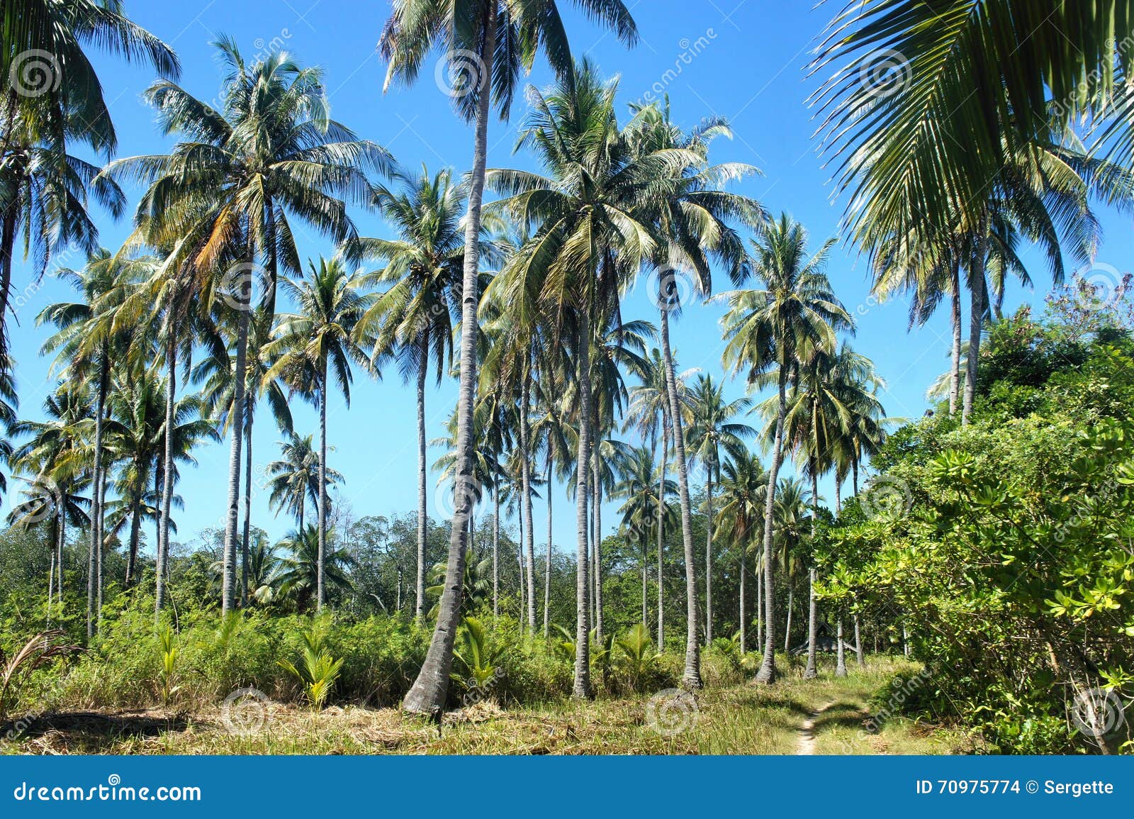 Tropical Landscape . Farm of Coconut Trees Stock Photo Image of