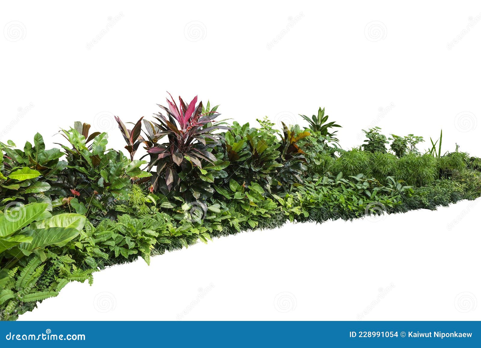 Tropical Plants Png Stock Photos - Free & Royalty-Free Stock Photos from  Dreamstime