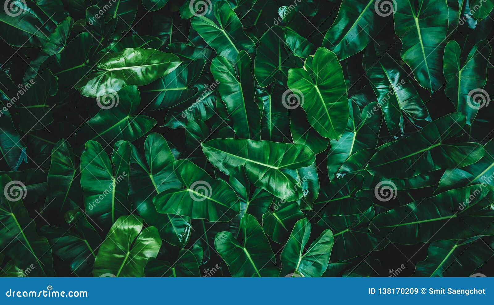Tropical Leaf, Abstract Green Texture, Nature Green Background Stock ...