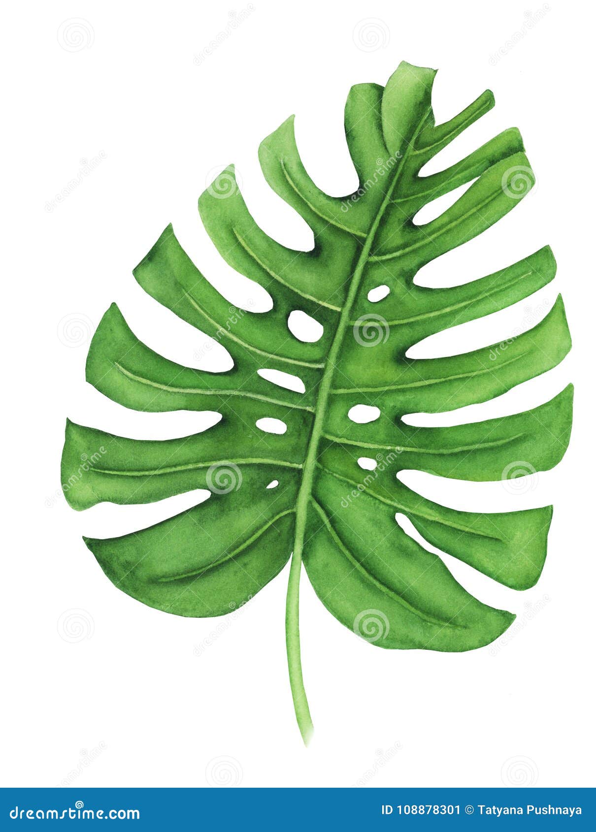 Tropical Leaf Of Monstera, Watercolor Painting. Hand ...