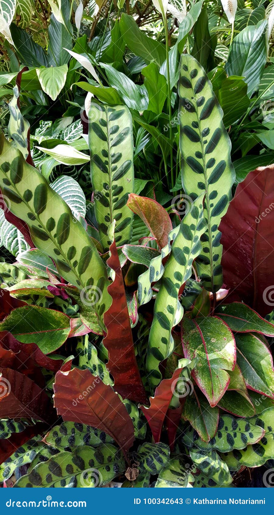 Tropical Leaves Background Stock Image Image Of Garden 100342643