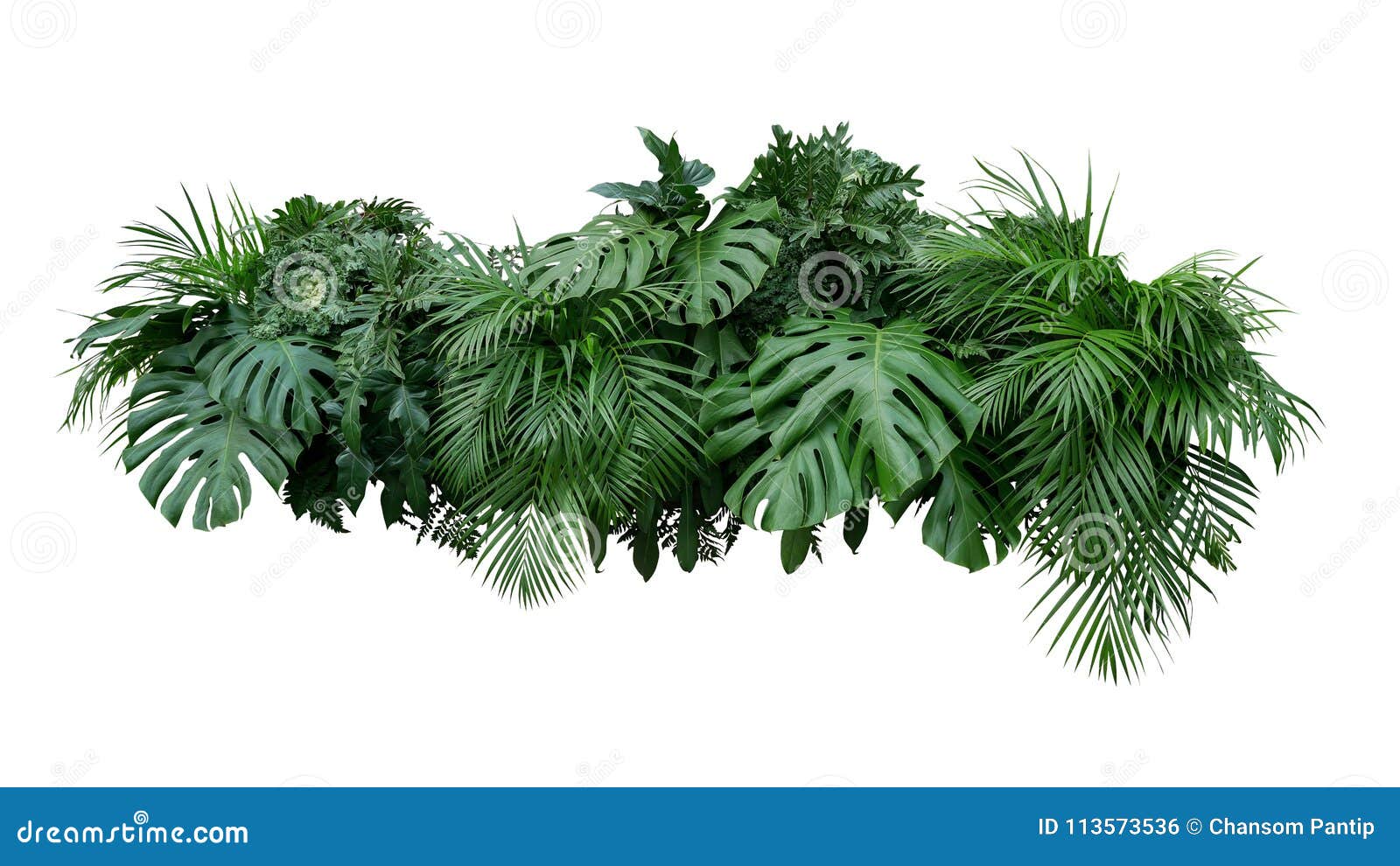 tropical leaves foliage plant bush floral arrangement nature backdrop  on white background, clipping path included.