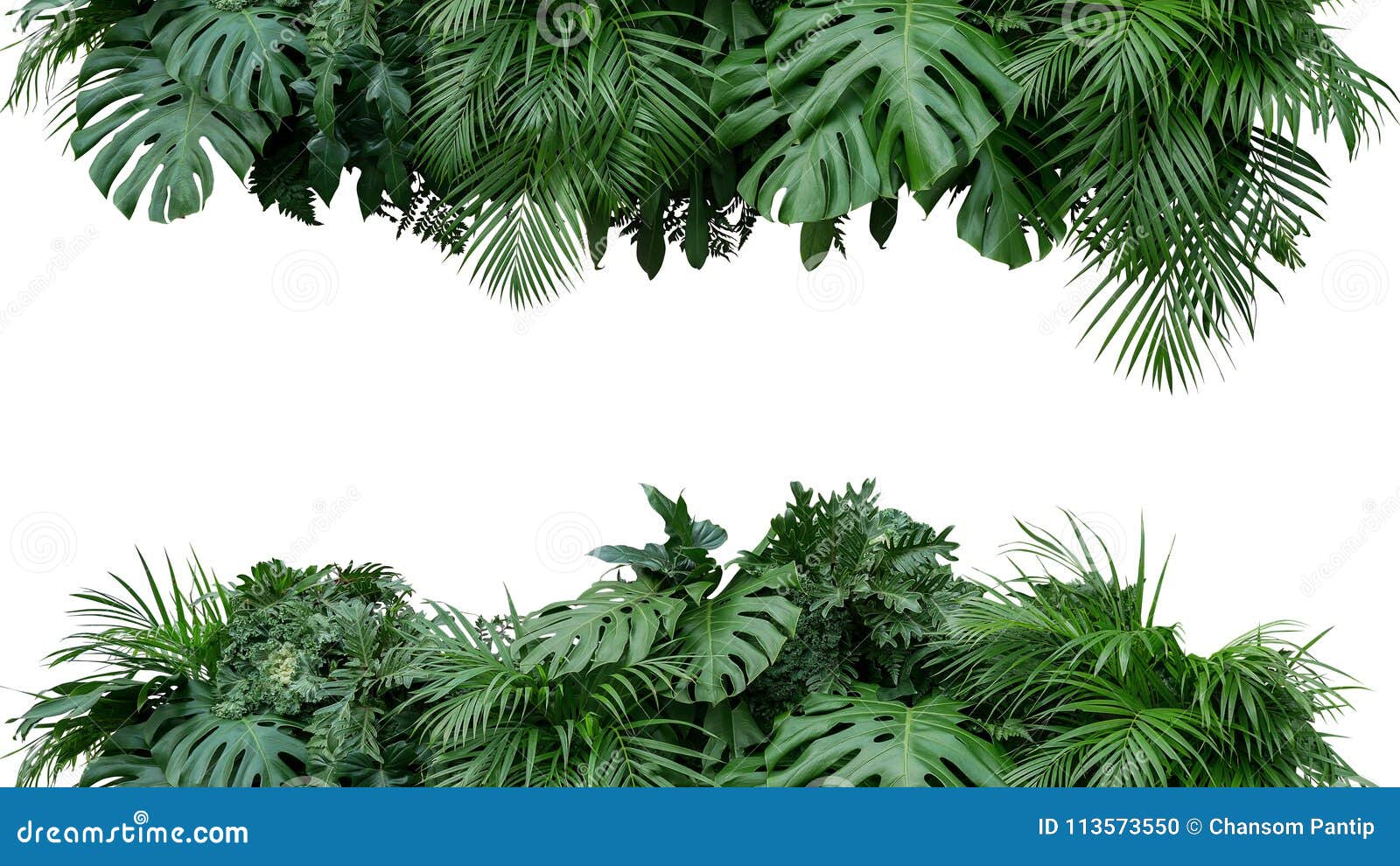 tropical leaves foliage plant bush floral arrangement nature backdrop  on white background, clipping path included.