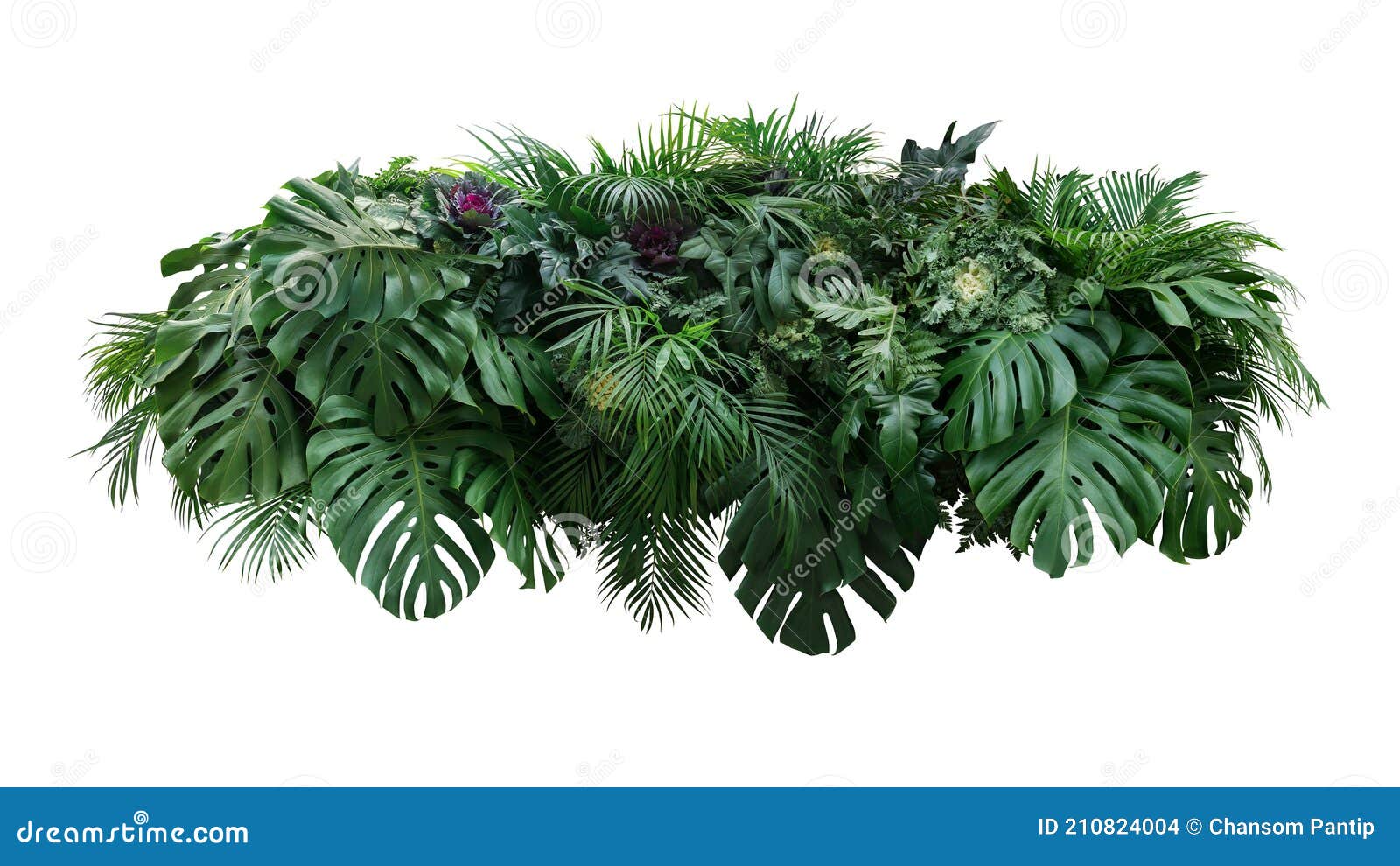 tropical leaves foliage plant jungle bush floral arrangement nature backdrop with monstera and tropic plants palm leaves 
