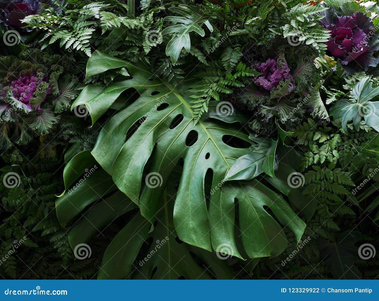 tropical leaves monstera philodendron and ornamental plants flor