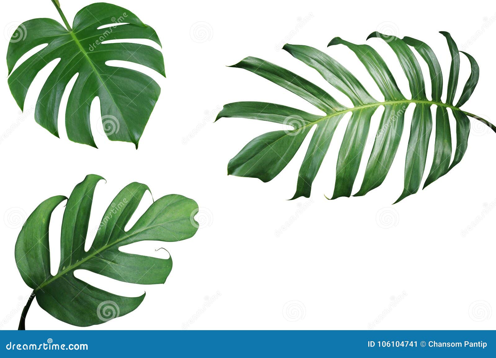 tropical leaves nature frame layout of monstera and split-leaf p