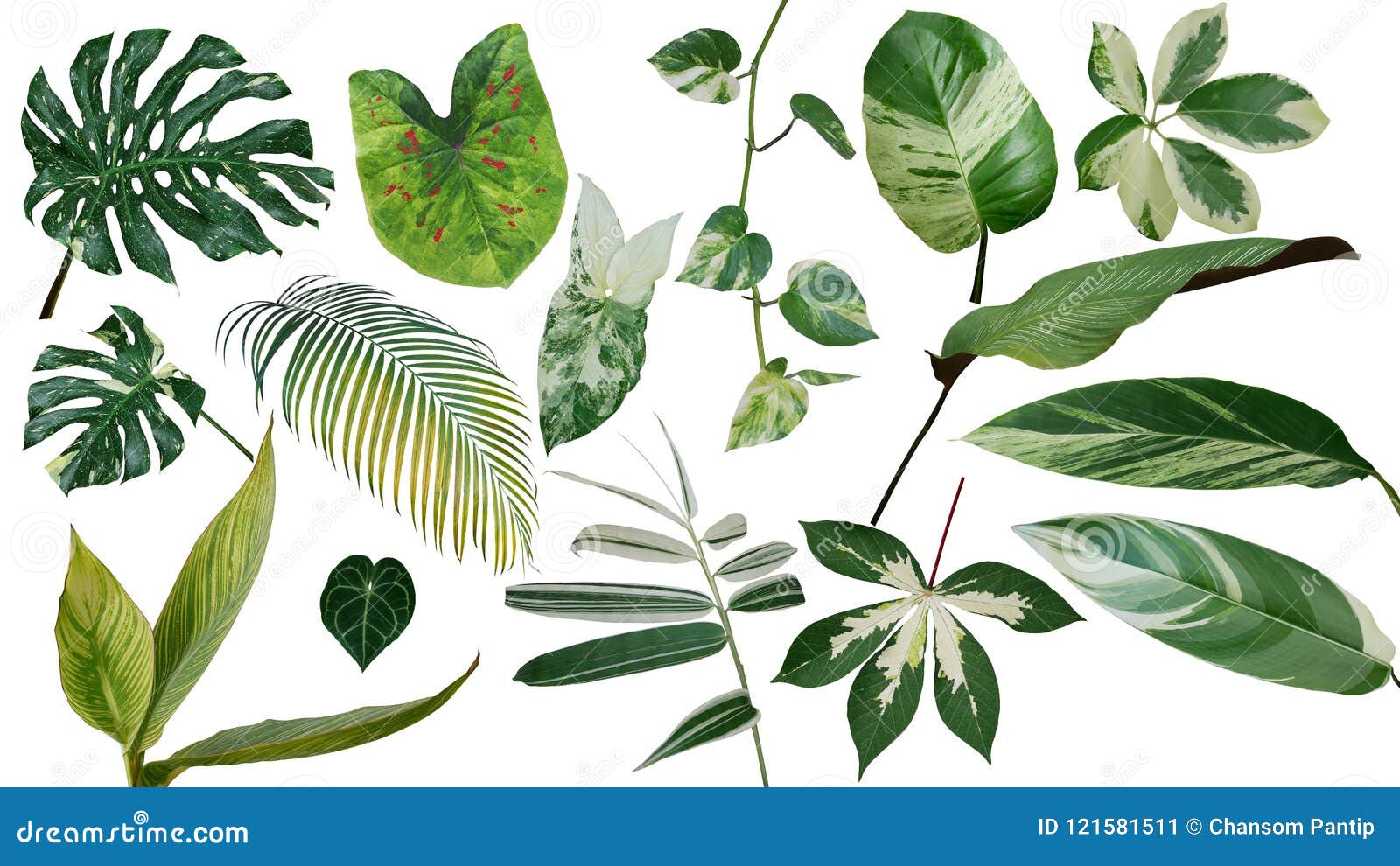 tropical leaves variegated foliage exotic nature plants set  on white background, clipping path with plant common name in