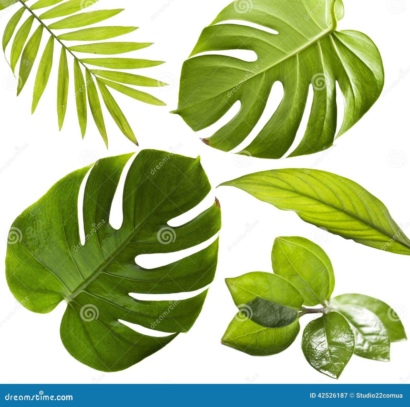 Tropical Leaves stock image. Image of plants, juicy, bush 42526187