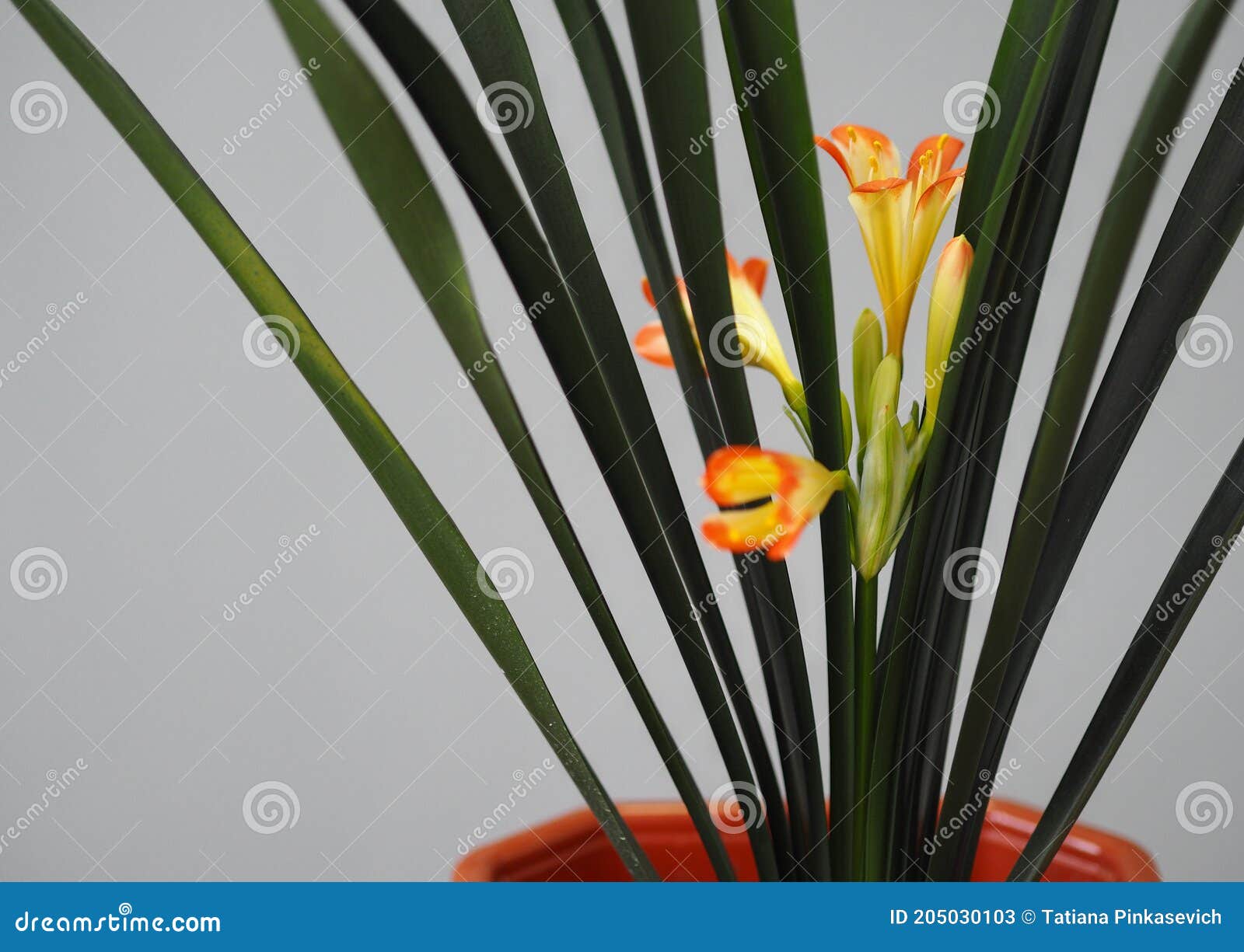 a tropical lily flower growing in a house in the northern country of russia. houseplant care. crop and floriculture